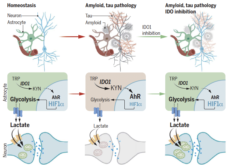 IDO1 mechanism in astrocyte-neuron lactate shuttle — three states: homeostasis, amyloid/tau pathology with IDO1 induced, and IDO1 inhibition restoring fuel